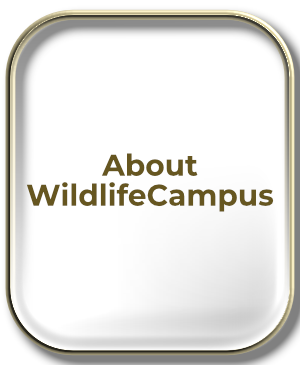 More about WildlifeCampus