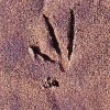 Component