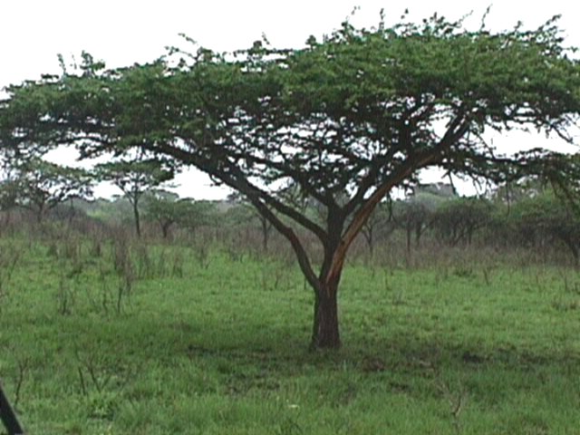 Component