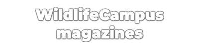 Magazine